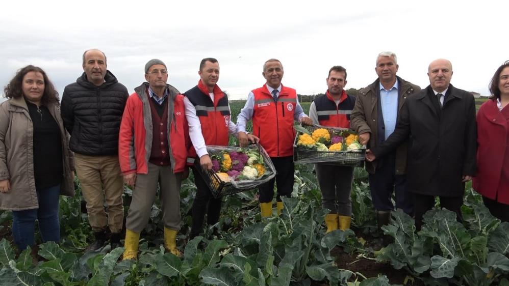 SAMSUN'UN BAFRA OVASI'NDA 100 DEKAR ALANDA ÜRETİLEN RENKLİ KARNABAHARIN HASADI YAPILDI