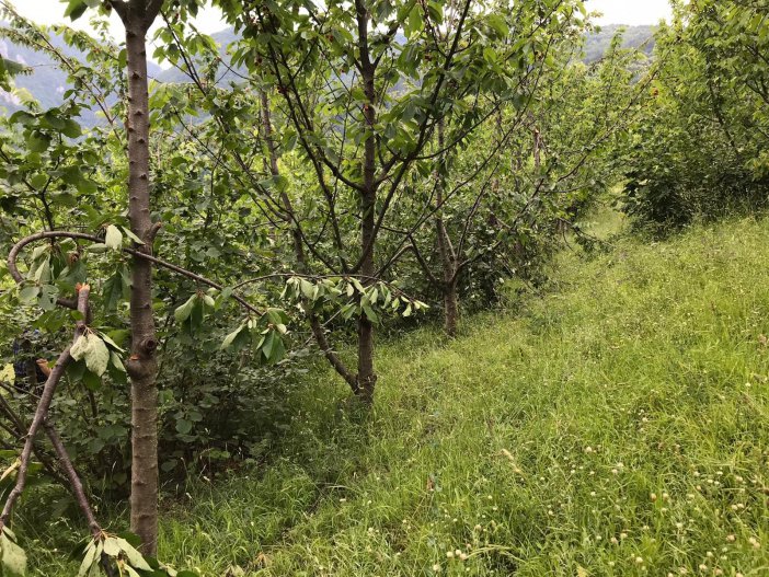 Ayı, Önce Mezarı Şimdi De Kiraz Ağaçlarını Talan Etti