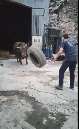 Artvin’de Boğalar Güreşlere İlginç Yöntemlerle Hazırlanıyor