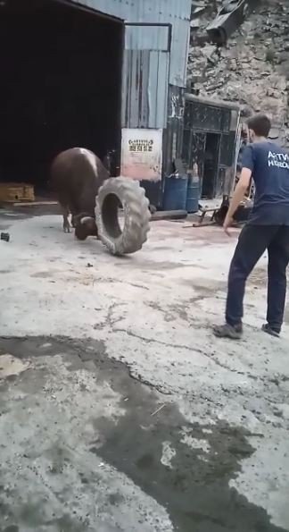 Artvin’de Boğalar Güreşlere İlginç Yöntemlerle Hazırlanıyor