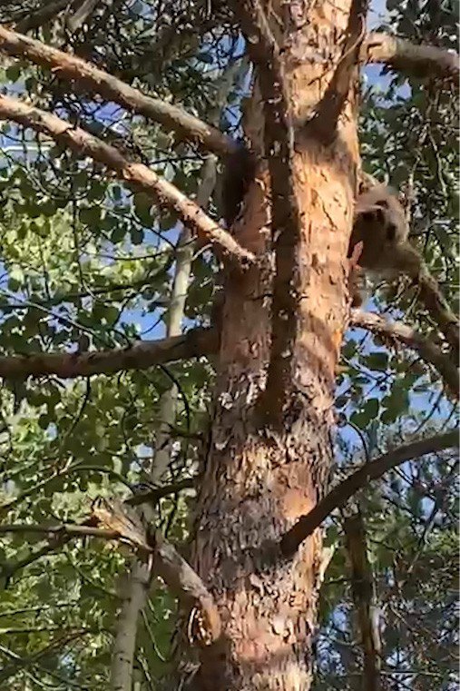 Yavru Ayı Orman İşletme Ekiplerini Görünce Korkudan Ağaca Böyle Tırmandı