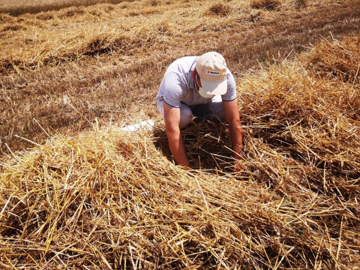 Samsun’da Buğday Hasat Sezonu Başladı