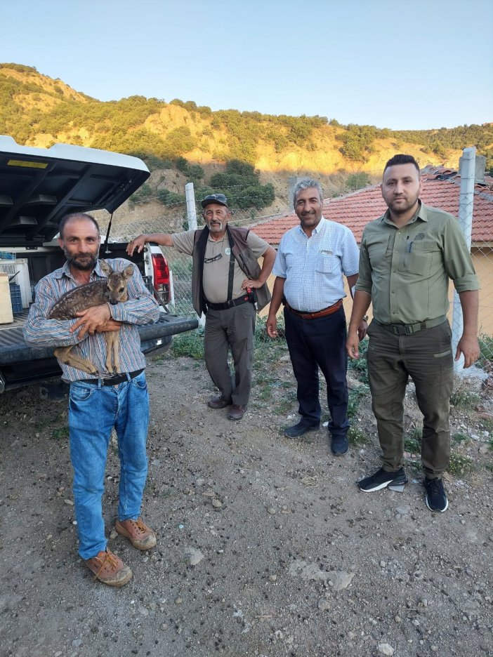 Çoban Tarafından Bulunan Yavru Karaca Koruma Altına Alındı