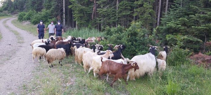 Kaybolan 150 Keçiyi Jandarma Ekipleri Buldu