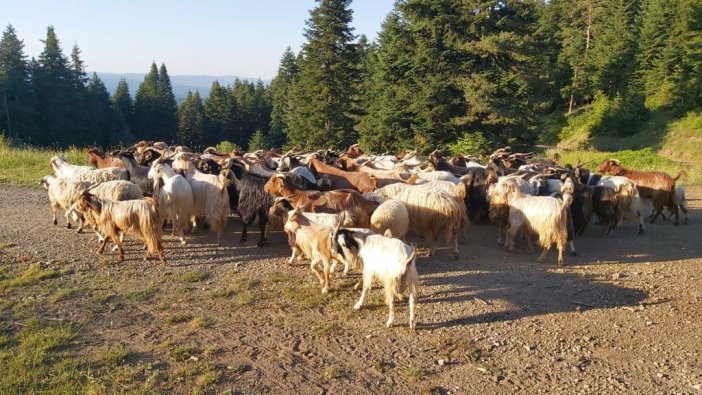 Kaybolan 150 Keçiyi Jandarma Ekipleri Buldu