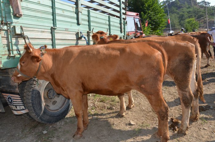 Kastamonu’da Kurban Kesim Kursu Açılacak