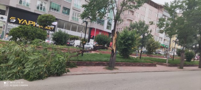 Kastamonu’da Fırtına Ağaçları Devirdi