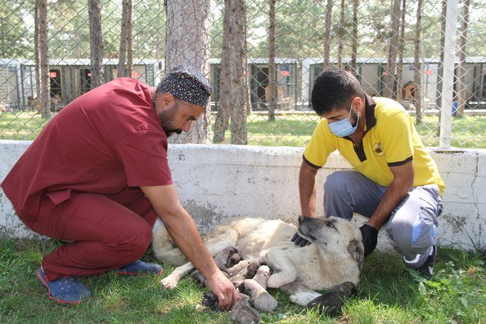 Otobüs Çarpan Hamile Köpek Hayatını Kaybetti, Yavruları Kurtarıldı