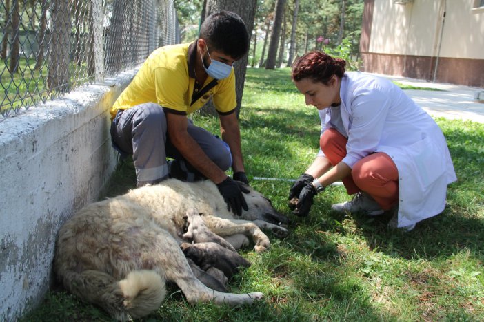 Otobüs Çarpan Hamile Köpek Hayatını Kaybetti, Yavruları Kurtarıldı