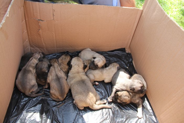 Otobüs Çarpan Hamile Köpek Hayatını Kaybetti, Yavruları Kurtarıldı