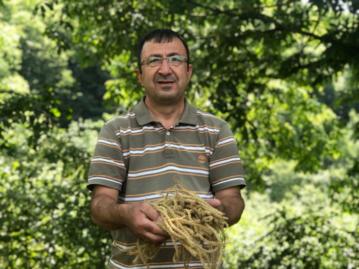 Antioksidan Kaynağı Kestane Çiçekleri ’çay’ Oldu