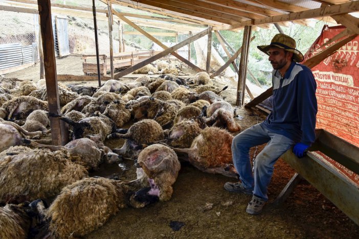 Gümüşhane’de Ağıla Giren Kurtlar 103 Koyunu Telef Etti, 43 Koyunu Yaraladı