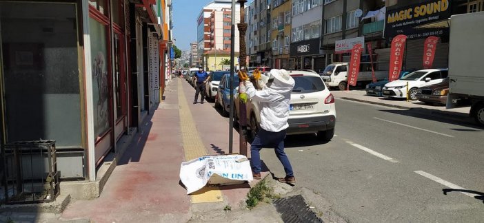 Şehre İnen Arılara Zabıta Ekipleri Müdahale Etti