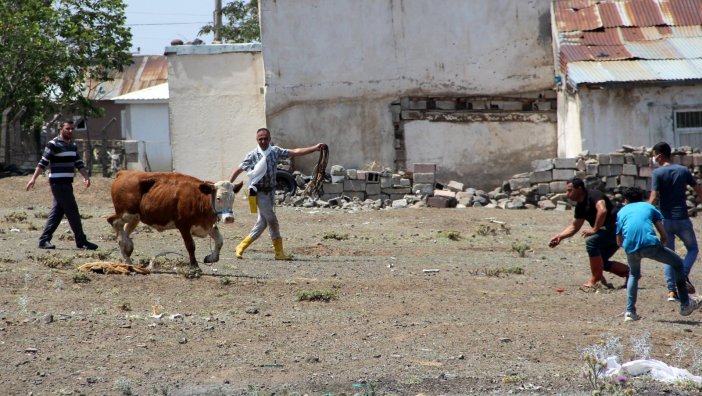 Erzurum’da Kaçan Kurbanlıklar Ortalığı Birbirine Kattı