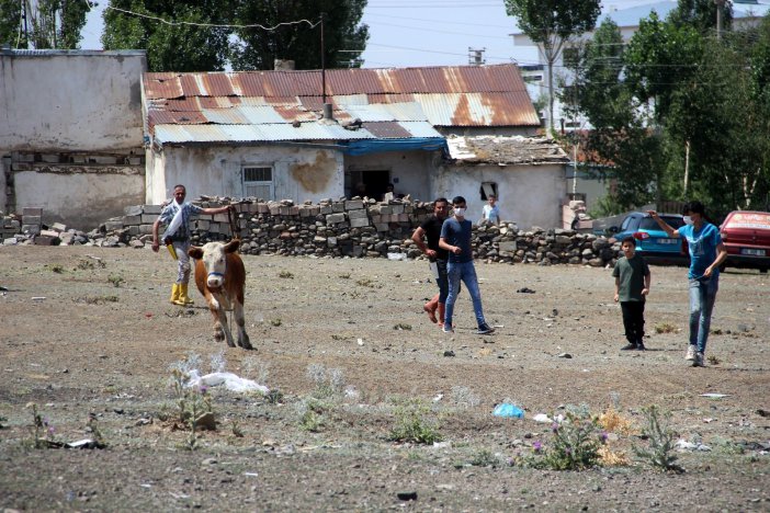 Erzurum’da Kaçan Kurbanlıklar Ortalığı Birbirine Kattı