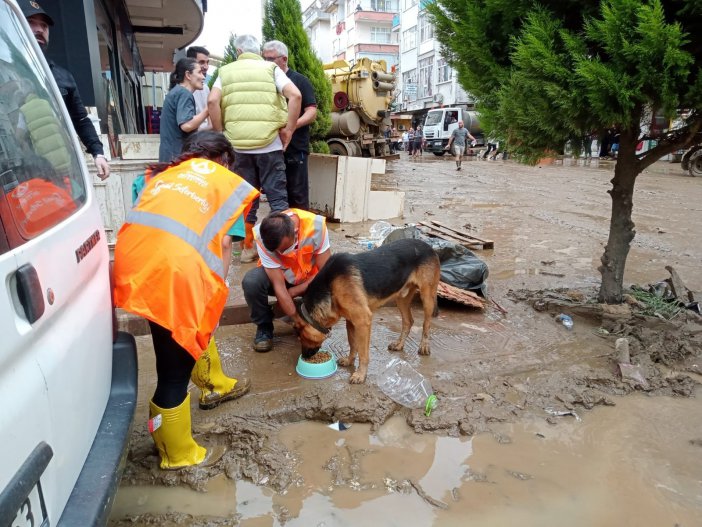 Altınordu Belediyesi, Selden Etkilenen Artvin’de Sokak Hayvanlarını Unutmadı