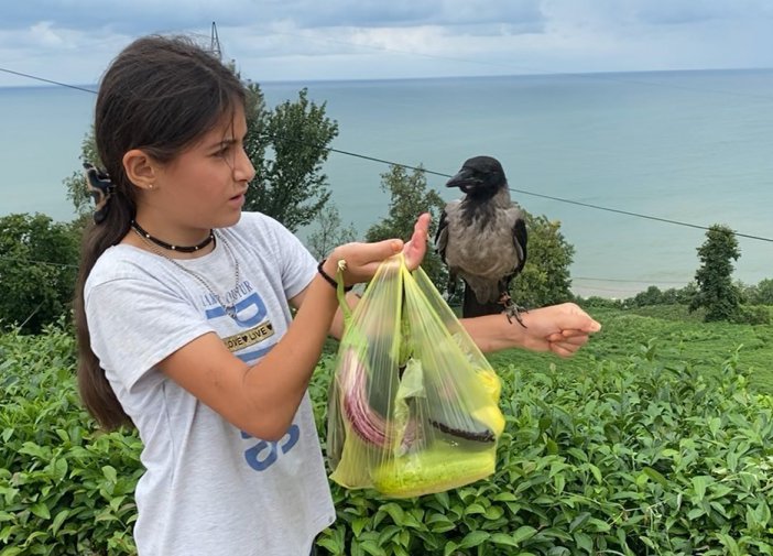 Rizeli Küçük Kız ’şakir’ İsmini Verdiği Kargasından Bir An Olsun Ayrılmıyor