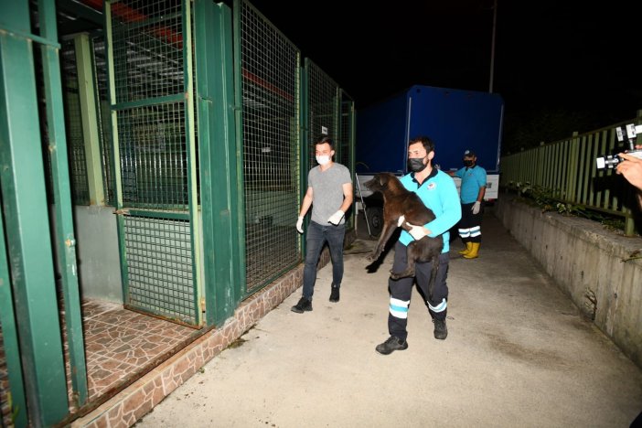 Afet Bölgesindeki Sahipsiz Canlara Sahip Çıktılar