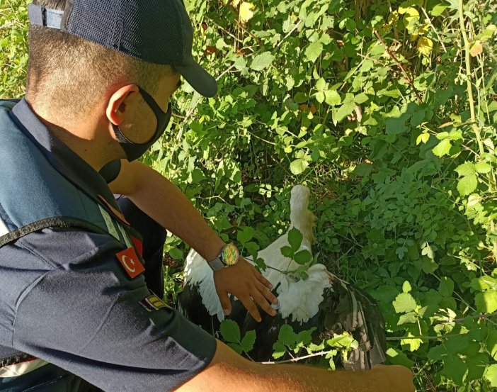 Yaralı Leyleğin İmdadına Jandarma Ekipleri Yetişti