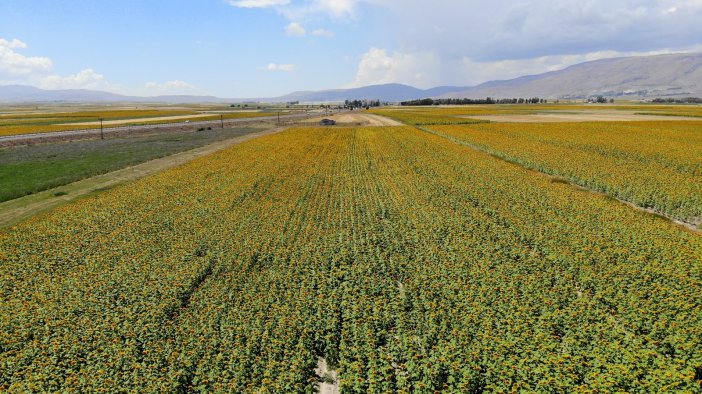 Patates Tarlaları Yerini Ayçiçeği Tarlalarına Bıraktı