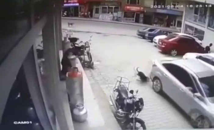 Köpeği Ezdi, Yoluna Devam Etti, O Anlar Kameraya Yansıdı