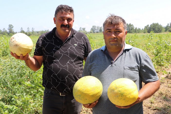 Baldan Tatlı "süreyya" Kavunu  Sofraların Vazgeçilmezi