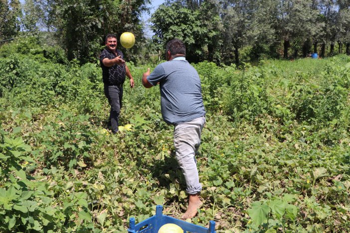 Baldan Tatlı "süreyya" Kavunu  Sofraların Vazgeçilmezi