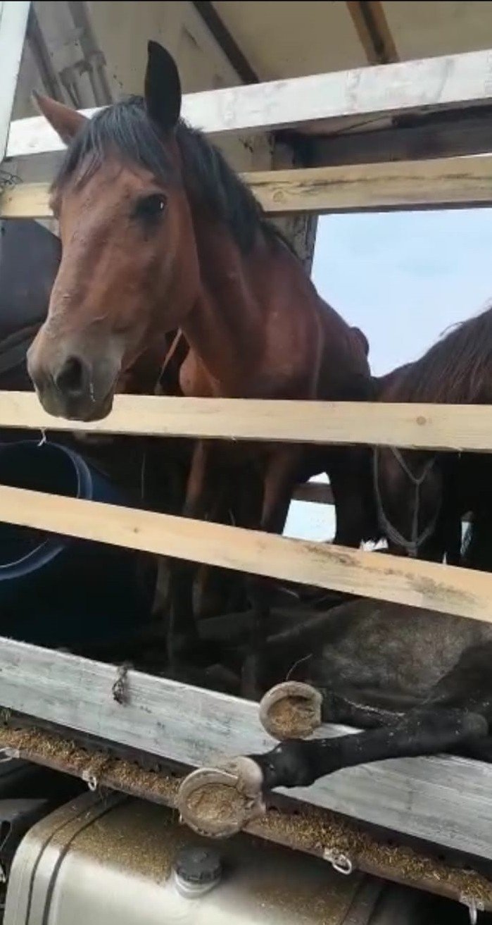 Hopa’da Dorsesi Hasta Atlarla Dolu Tırı Görenler Ne Yapacağını Şaşırdı