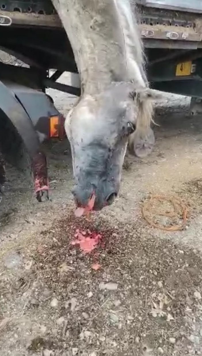 Hopa’da Dorsesi Hasta Atlarla Dolu Tırı Görenler Ne Yapacağını Şaşırdı