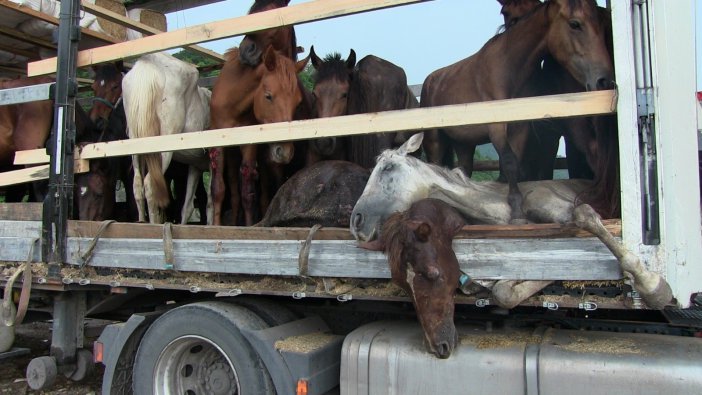 Hasta Atlarla Sınırı Geçemeyeceğini Anlayınca Hopa’daki Tır Parkında Atları Kaderine Terk Etmiş