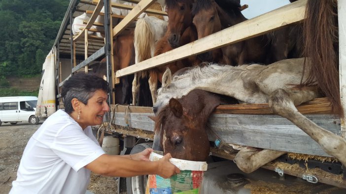 Hasta Atlarla Sınırı Geçemeyeceğini Anlayınca Hopa’daki Tır Parkında Atları Kaderine Terk Etmiş