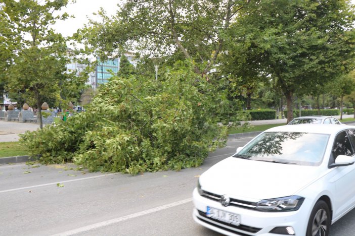 Samsun’da Fırtına Ağaçları Yola Devirdi