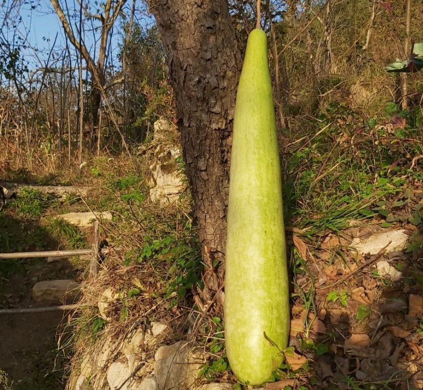ORDU'NUN FATSA İLÇESİNDE ÇİFTÇİ CÜNEYT GÖZÜDİK , TARLASINDA 90 SANTİMETRE UZUNLUĞUNDA VE 15 SANTİMETRE GENİŞLİĞİNDE KABAK YETİŞTİRDİ. SONUCA KENDİSİNİN DE ŞAŞIRDIĞINI SÖYLEDİ