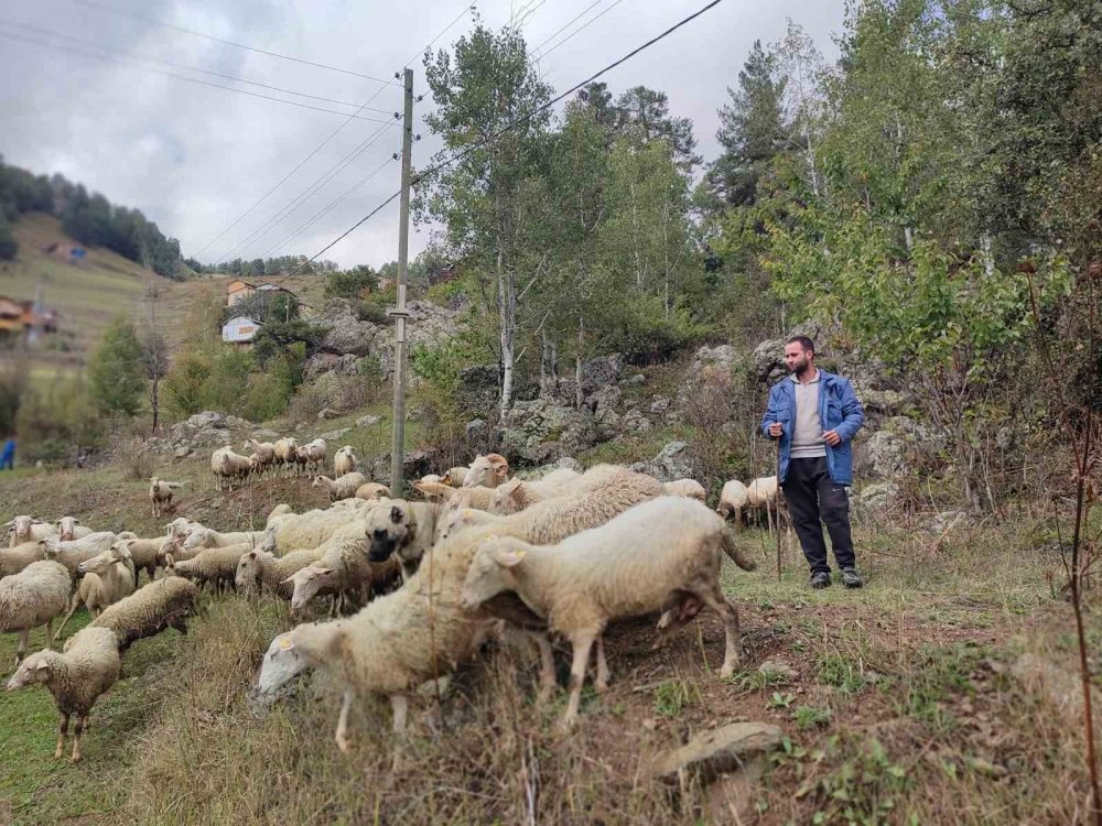 Artvin'li Mustafa , kaymakam olacaktı ama olmayınca çoban oldu