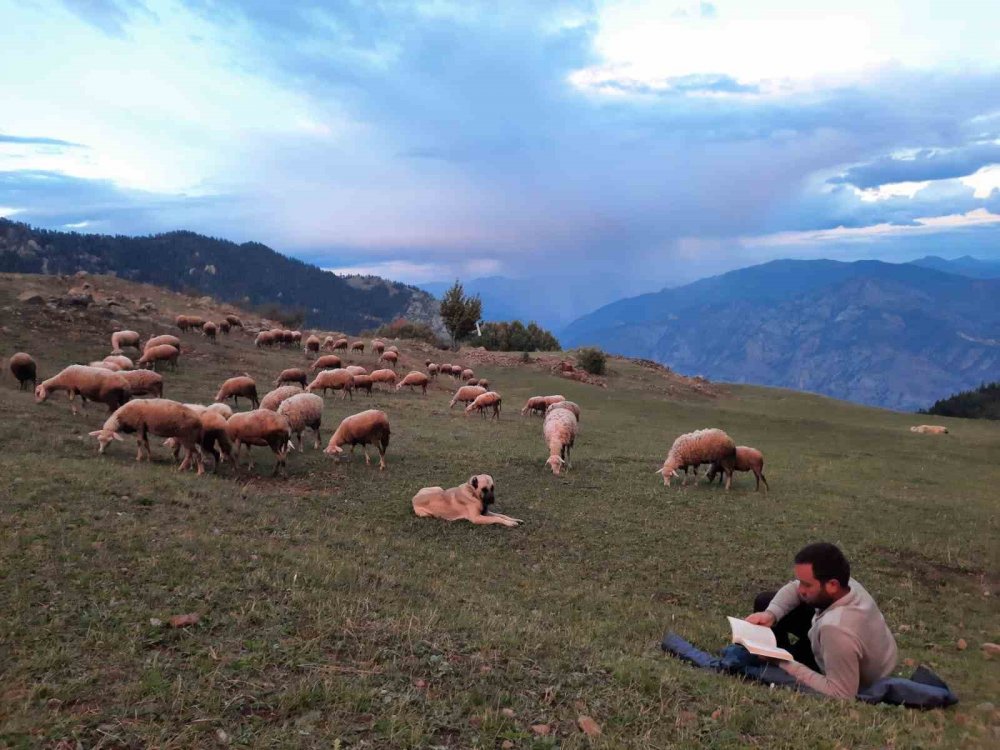 Artvin'li Mustafa , kaymakam olacaktı ama olmayınca çoban oldu