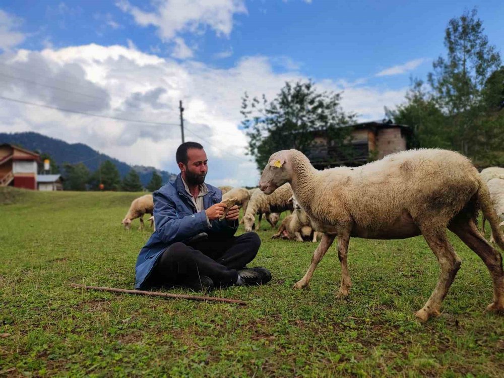 Artvin'li Mustafa , kaymakam olacaktı ama olmayınca çoban oldu